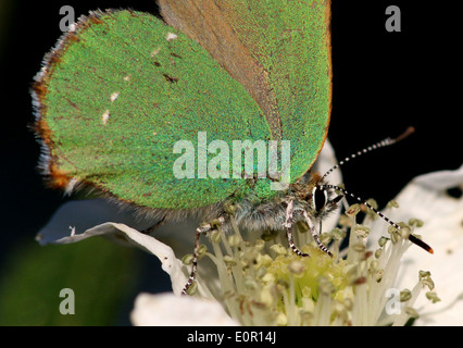 Verde (Hairstreak Callophrys rubi) farfalla alimentazione su un fiore di blackberry Foto Stock