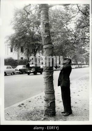 Sett. 09, 1957 - un albero ottiene che 'Sack'' Look.. Il sig. Norman Tree - è interessato: quando venti piano due alberi sono stati abbattuti in Birdeage a piedi lo scorso anno - è stato disposto per due di essere trapiantato per riempire gli spazi vuoti. Essi sono ora avvolti in saccheggi top per impedire la perdita di umidità- e continuerà sotto il loro involucro protettivo fino a quando la prossima primavera. L'immagine mostra: il sig. Norman Tree- chi proviene da Leeds, Yorkshire- è interessato a uno del sacco coperti di alberi in Brideage a piedi oggi. Foto Stock