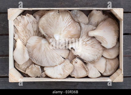 Scatola di legno di ostrica fresca (funghi Pleurotus ostreatus) Foto Stock