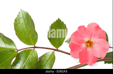 La rosa canina ramo isolato su sfondo bianco Foto Stock