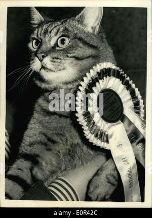 Nov. 28, 1957 - National cat club show. Gatto campione dell'anno. foto mostra ''Tridle'' - di proprietà della sig.ra Gladya Gubby, di sth. Norwood, visto dopo essere stati scelti ''Champion cat dell'Anno" presso il National cat club championship show, che si è svolta oggi presso il Royal Horticultural Hall. Foto Stock