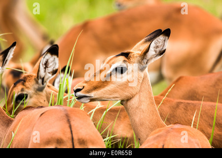 Close up di una femmina di Impala (Aepyceros melampus). Fotografato in Tanzania Foto Stock