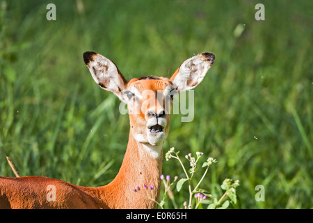 Close up di una femmina di Impala (Aepyceros melampus). Fotografato in Tanzania Foto Stock