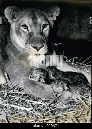 Apr. 04, 1958 - Sensazione zoologico-leonessa è sempre 8 bambini: cinque anni leonessa 'Simba'' dal giardino zoologico privato dell'esposizione o leonhard Niebling ad Aprile 9, dopo aver mostrato le belve feroci su Norimberga festival nazionale, dispone di otto giovani lion i bambini. Che è una sensazione zoologica. Mediamente una leonessa è solo due o quattro bambini. Mostra fotografica. ''Simba'' con i suoi figli che sono penetrate profondamente nella paglia di riscaldamento. Foto Stock