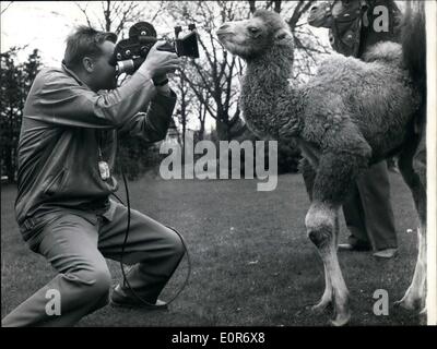 Maggio 05, 1958 - Am I'nt simpatico per un'immagine: le tre settimane di età baby cammello ''Tatjana' di Amburgo zoo Hagenbeck sembra chiedere, camminare a piedi come un manichino per il fotografo. Questo vicino, che mostra molto bene il consiglio Guarda, molto probabilmente durante la prossima volta sarà mostrato nel cinegiornale. Foto Stock