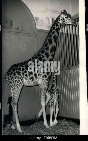 18 agosto 1958 - 1,000 Baby on Show allo Zoo di Londra: ''John'' - la giraffa bambino - nata a 'mad' allo zoo di Londra il Lunedi' di festa della Banca di Agosto - era in mostra questa mattina per il primo cravatta. La il valore del bambino di 6 pollici è di 1,000. È stato chiamato dopo John Reid il capitano di cricket della Nuova Zelanda. Immagini: 'mad'' si pone con orgoglio con il bambino ''John'' al London- Zoo questa mattina- quando vede dal pubblico per la prima volta. Foto Stock