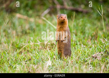 Avviso la mangusta nana (Helogale parvula) Foto Stock