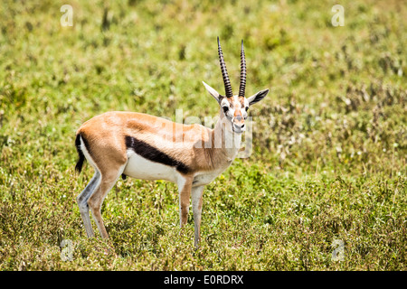 Thomson gazelle (Eudorcas thomsonii) fotografato in Tanzania Foto Stock