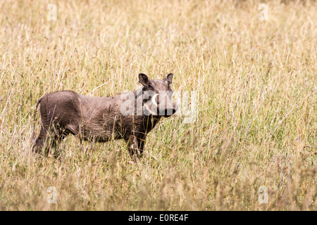 Warthog (Phacochoerus africanus) fotografato in Tanzania Foto Stock