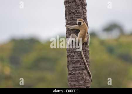 Vervet monkey (Chlorocebus pygerythrus). Foto Stock
