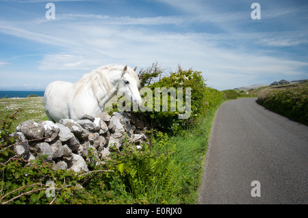 Strada e Touring percorso lungo la selvaggia modo Atlantico sulla costa occidentale dell' Irlanda Foto Stock