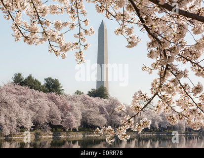 Il Monumento a Washington con la fioritura dei ciliegi alberi intorno al bacino di marea, Washington DC, Stati Uniti d'America Foto Stock