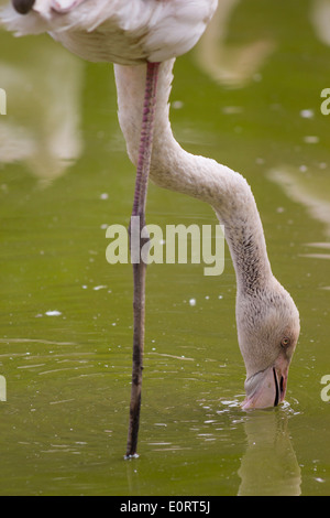 Flamingo acqua potabile mentre in piedi su una gamba Foto Stock