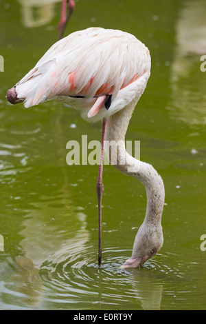 Flamingo acqua potabile mentre in piedi su una gamba Foto Stock