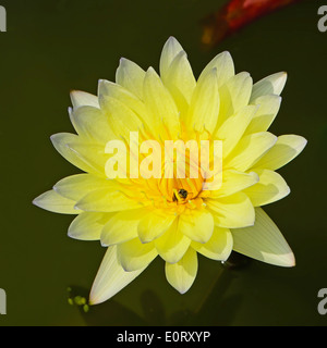 Bellissima ninfea gialla, sullo stagno Foto Stock