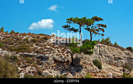 Pino crescente sul bordo del lato montagna Foto Stock