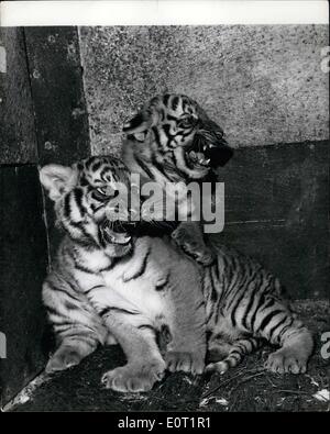 Lug. 07, 1960 - cuccioli di tigre compleanno.: delizioso studio di cuccioli di tigre di Doreen e Julie, che sono oggi due mesi i cubs " i genitori sono denominati Kaseh e Sultano. Foto Stock