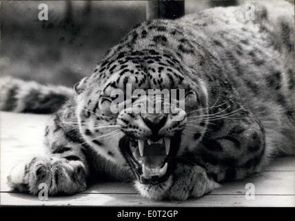 Lug. 23, 1960 - chi stai guardando? Ivan il snow leopard,non sembra in vena per ricevere i visitatori che erano ansiosi di Foto Stock