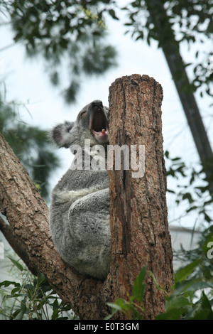 Captive Koala a Sydney la vita selvatica zoo (precedentemente il Sydney Wildlife World) in Darling Harbour, Australia. Foto Stock