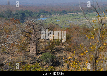 Tre Cape Giraffe (Giraffa camelopardalis giraffa) e un baobab (Adansonia digitata) Senza foglie vicino al fiume Letaba. Foto Stock