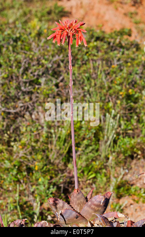 Fiore di aloe vera Foto Stock