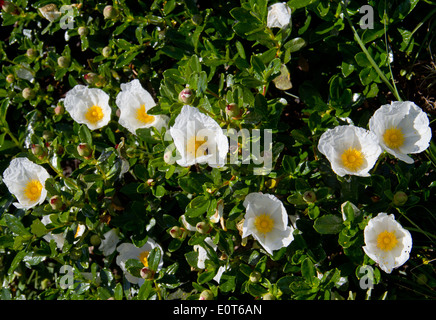 Cisto o gomma cisto Cistus ladanifer, in Portogallo Foto Stock