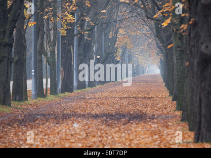 Prater Hauptallee im Herbst, Wien Österreich - Prater Hauptallee in autunno a Vienna, in Austria Foto Stock