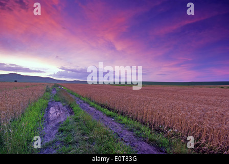 Field of wheat at sunset and a road through it. Foto Stock