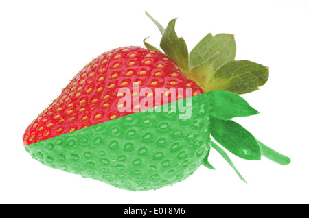 Vs naturale modificato il concetto di cibo. Mezza naturale e metà verde fragola. Foto Stock