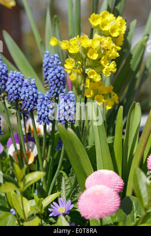 Giacinto, cowslip primule (Primula) e bellis Foto Stock