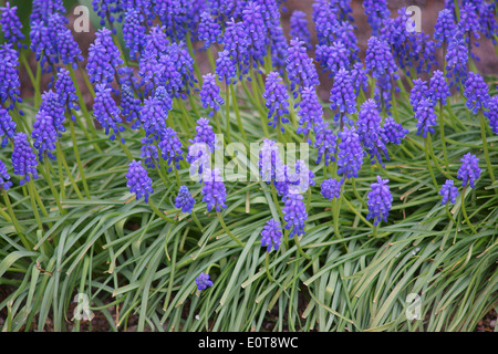 Uva blu giacinti fiori in cluster Muscari armeniaca Foto Stock