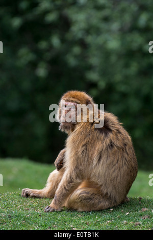 Barbary macaque / Barberia ape / magot (Macaca sylvanus) specie di scimmia nativa per il Nord Africa e Gibilterra Foto Stock