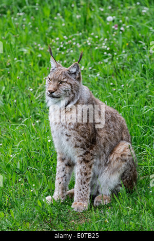 Eurasian (Lynx Lynx lynx) seduta nella prateria Foto Stock