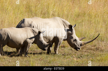 Rinoceronte bianco (Ceratotherium simum) il pascolo con un vitello al Parco Nazionale di Pilanesberg, Sud Africa. Foto Stock