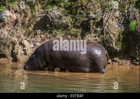 Ippopotamo pigmeo (Choeropsis liberiensis / Hexaprotodon liberiensis) foraggio lungo la riva del fiume, nativo per l'Africa occidentale Foto Stock