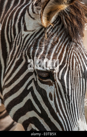 In prossimità della testa e strisce di Grévy's zebra / imperial zebra (Equus grevyi) nativi in Kenya e in Etiopia Foto Stock