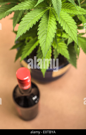 Pianta di cannabis e una bottiglia di alcool. Foto Stock