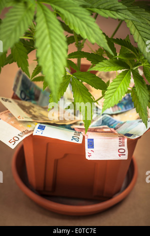 La marijuana la concezione di business. Pianta di cannabis in vaso con le banconote in euro. Foto Stock