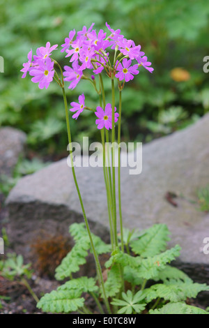 Viola fiori di primula Primula cortusoides Foto Stock