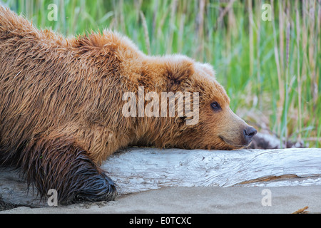 Seminare Orso Bruno graffi su un pezzo di driftwood. Foto Stock