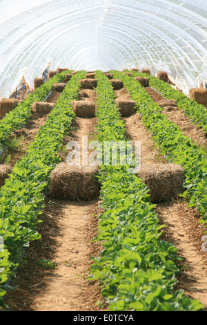 Serra con piante di fragola Foto Stock