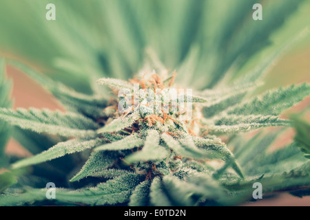 Primo piano della cannabis pianta femmina nella fase di fioritura. Foto Stock
