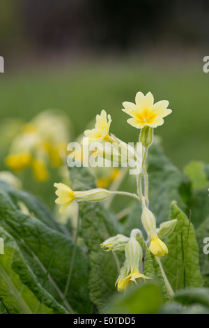 Cowslip Primrose Hybrid; la molla; Cornovaglia; Regno Unito Foto Stock