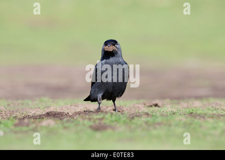 La cornacchia; Corvus monedula; terreno di raccolta per la nidificazione; Regno Unito Foto Stock