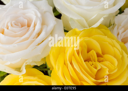 Close up bouquet di giallo e crema di rose Foto Stock