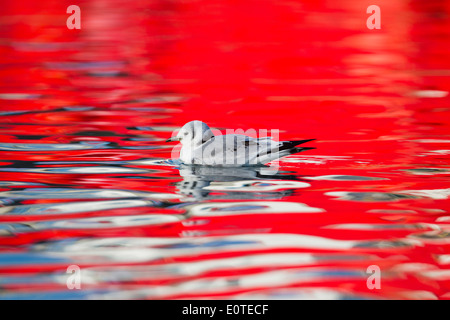 Kittiwake; Rissa tridactyla; adolescente; inverno; la riflessione dal rosso barca; Cornovaglia; Regno Unito Foto Stock