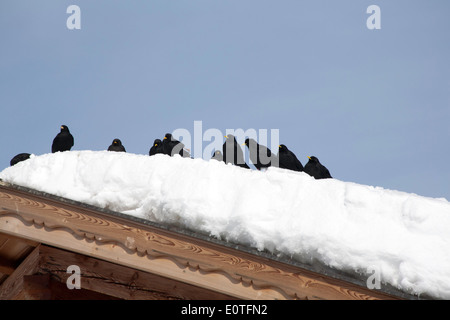 Gracchi alpini vicino al Col Raiser Selva di Val Gardena Dolomiti Italia Foto Stock