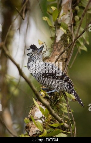 Bloccate Antshrike Thamnophilus doliatus in posizione difensiva La Selva Costa Rica Foto Stock