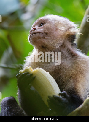 Di fronte bianco scimmia cappuccino di mangiare una banana prelevati da un albero selvatico nel Parco Nazionale di Corcovado Costa Rica Foto Stock