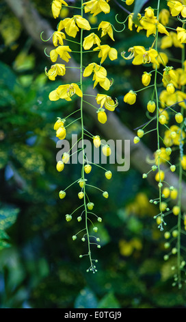 Penduli giallo fiore di un albero della foresta pluviale della Costa Rica Foto Stock